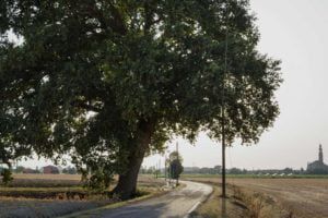 quercia monumentale,ficarolo,alberi monumentali veneto,veneto,turismo veneto
